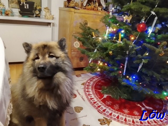 24.12.2025 - Weihnachtshund